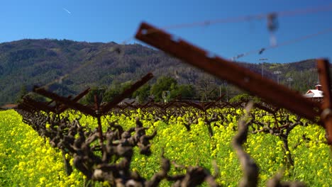 slow-pull-back-on-Frost-Fan-at-the-end-of-a-vineyard-surrounded-by-vibrant-yellow-mustard-flowers-in-The-Napa-Valley