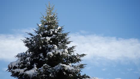 Time-Lapse-Of-Pine-Tree-Against-Beautiful-Sky-With-White-Clouds-At-Early-Spring