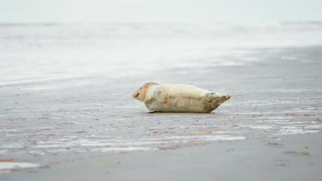 Baby-harbor-seal-with-blood-on-fur-lying-panting-on-its-side-on-beach