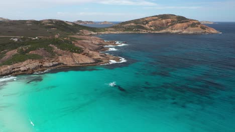 Thistle-Cove-near-Lucky-Bay-Western-Australia,-two-whales-are-seen-playing-close-to-the-shore