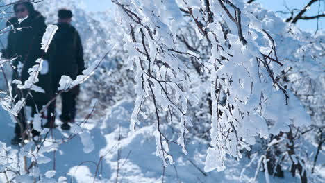 Gente-Coreana-Caminando-En-El-Parque-Mona-De-La-Montaña-Balwangsan-Caminando-Por-Un-Bosque-Nevado-En-El-País-De-Las-Maravillas-Invernal,-Pyeongchang-gun,-Gangwon-do,-Corea-Del-Sur---Cámara-Lenta-En-La-Rama-De-Un-árbol-Enfocada