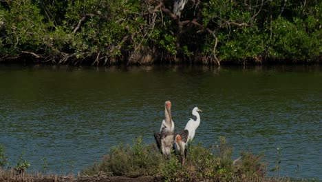 Painted-Storks-and-an-Egret-right-behind-them,-Mycteria-leucocephala,-Thailand