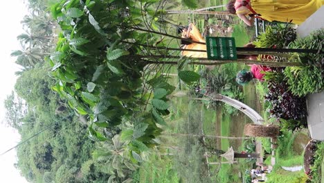 Female-influencer-in-a-long-train-dress-riding-swing-at-rice-field-terraces-for-Instagram-photo-shoot