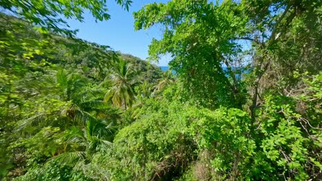 The-natural-beauty-of-Playa-Onda-beach-through-the-trees,-Samana,-Dominican-Republic_fpv-shot