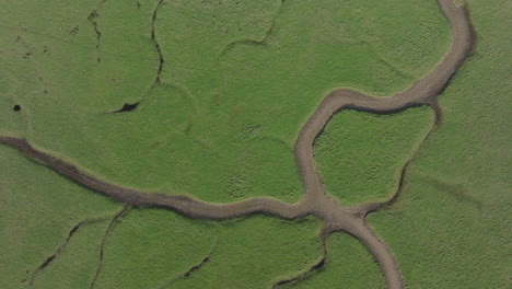 Top-down-aerial-shot-over-green-marsh-land-habitat