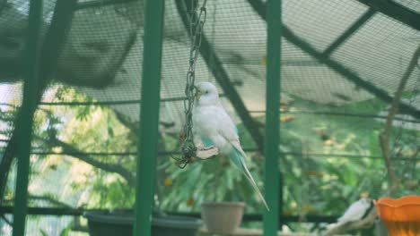 Birds-are-confined-in-cages