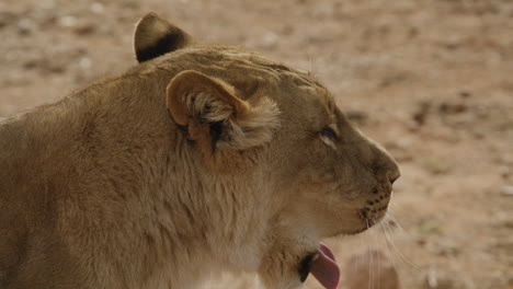 Gähnende-Löwin-Zeitlupe-Seitenprofil-In-Afrika