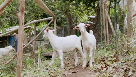 Two-white-goats-in-a-rustic-farmyard-in-Grenada,-sunlight-filtering-through-trees