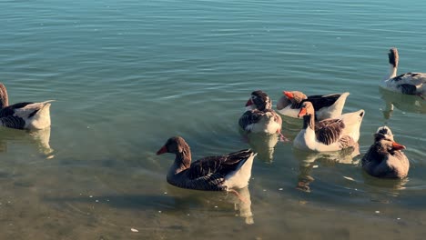 A-group-of-geese-elegantly-floating-across-the-water's-surface-in-daylight,-showcasing-wildlife-in-their-native-environment