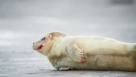 Bebé-Herido-De-Foca-Con-Sangre-En-Su-Pelaje-Tumbado-Jadeando-En-La-Playa