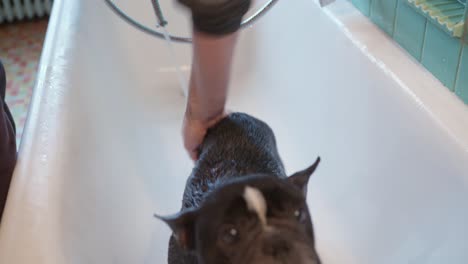 A-French-bulldog-is-rinsed-off-after-being-cleaned-of-mange-in-the-bath