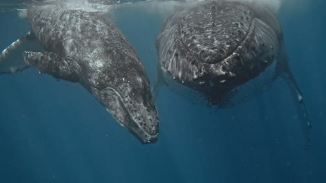 Swimming-With-Whales-In-The-Kingdom-Of-Tonga