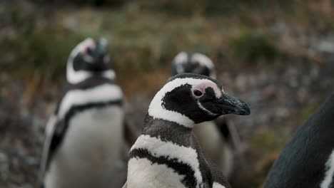 Colony-Of-Magellanic-Penguin-At-The-Penguin-Island-In-Tierra-del-Fuego,-Argentina