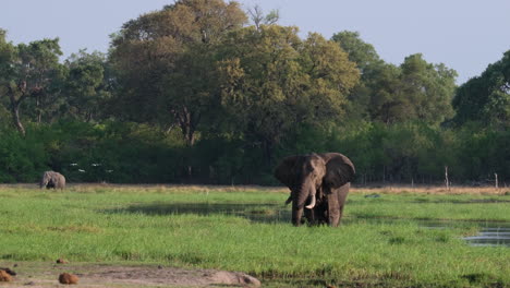 Endangered-African-Elephants-Eating-Grass-By-The-River-In-Africa