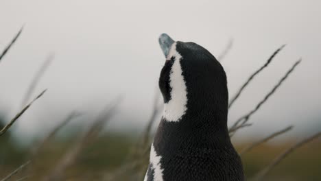 Cerca-Del-Pingüino-De-Magallanes-Mirando-Alrededor-En-La-Isla-Martillo,-Tierra-Del-Fuego,-Argentina