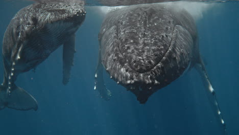 Humpback-Whales,-Super-Rare-Close-Up-Encounter,-Curious-Mom-And-Calf-Approaches-A-Friendly-Tourist-Snorkeling-In-Vava'u-Tonga