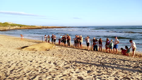 Beach-visitors-captivated-by-unique-wildlife,-famous-Buffel-the-Elephant-Seal