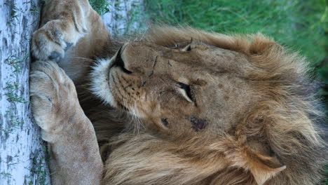 Vertical-Shot-Of-A-Lion-Sitting-And-Resting---Close-Up