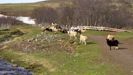 Flock-of-sheep-grazing-on-an-Icelandic-farm-with-flowing-stream-and-budding-trees-in-spring