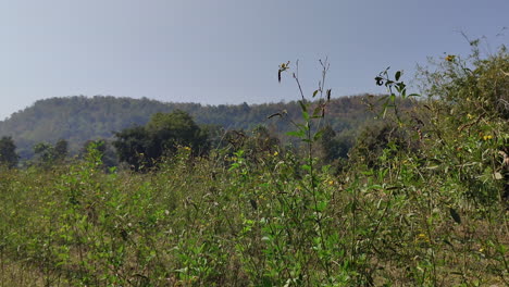 Plants-adorned-with-yellow-flowers-and-legume-like-seed-pods-sway-gently-in-the-breeze-in-India,-capturing-the-tranquility-of-nature-in-motion