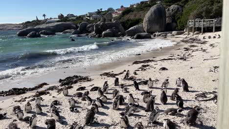 Afrikanische-Pinguine-Am-Strand-Von-Boulders-Beach-In-Der-Nähe-Von-Simons-Town,-Südafrika