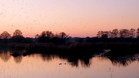 Scenic-landscape-of-starling-birds-flying-and-swooping-home-over-lake-into-reeds-to-roost-during-beautiful-pink-sunset-in-Somerset,-West-Country-of-England