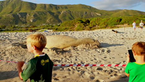 Kids-behind-cordon-captivated-by-wild-Southern-Elephant-Seal-resting-on-beach