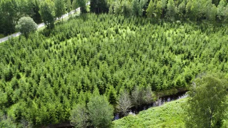 Vista-Aérea-De-Una-Plantación-De-Pinos-En-Bohuslan,-Suecia,-Mostrando-La-Tala-Rasa