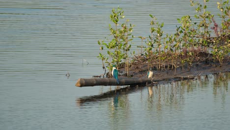 One-perching-on-a-bamboo-jutting-out-of-the-mud-then-another-arrives-flying-from-the-left-to-also-perch-with-a-crab-in-its-mouth,-slams-it-to-kill,-Collared-Kingfisher-Todiramphus-chloris,-Thailand