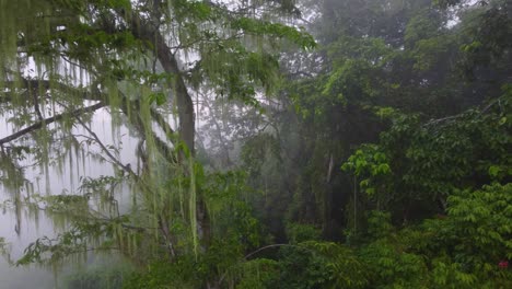 Bäume-Und-Vegetation-Hohe-Luftfeuchtigkeit-Regenwald-Dschungel-Minca,-Kolumbien