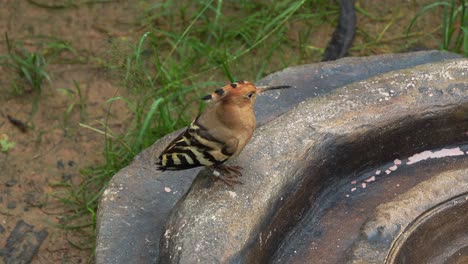 Eurasian-hoopoe,-upupa-epops-with-long-downward-curved-bill-perched-on-the-ground,-wondering-around-the-surrounding-environment,-close-up-shot-of-bird-species-native-to-Europe-and-Asia