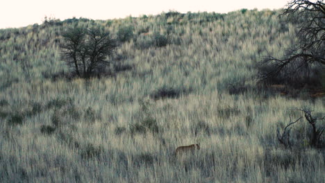 Leopard-walking-through-hilly-grassland-after-sunset