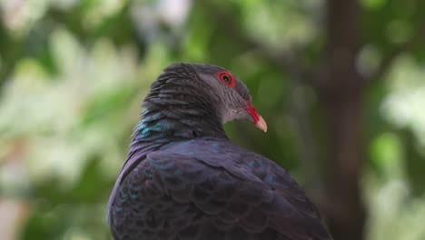 Paloma-Metálica-Hembra,-Columba-Vitiensis-Metallica-Con-Plumaje-Iridiscente,-Moviendo-La-Cabeza,-Arrullando-Y-Llamando-A-Su-Pareja,-Primer-Plano-Que-Captura-Los-Detalles-De-La-Cabeza-De-Esta-Especie-De-Ave