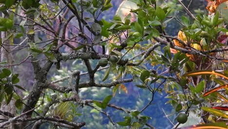 Gestreifter-Fliegenschnäpper-In-Der-Natur,-Nationalpark-Los-Nevados,-Kolumbien
