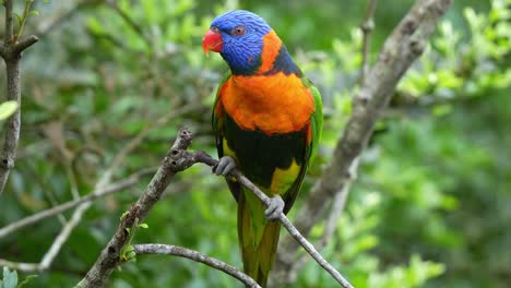 Red-collared-lorikeet,-trichoglossus-rubritorquis-with-vibrant-plumage-perched-on-tree-branch,-calling-its-mate-and-turning-away-from-the-camera,-close-up-shot-of-Australian-bird-species