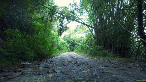 Hiking-trail-in-rainforest,-low-angle-dolly-in