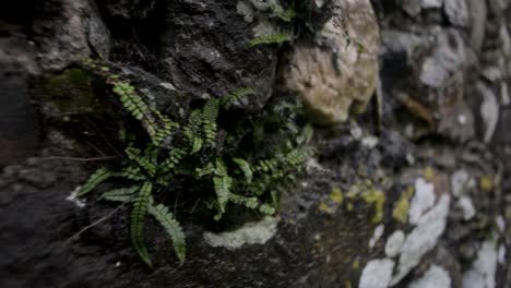 A-close-up-macro-shot-of-ferns-and-moss-growing-on-a-wet-stone-wall-ruin,-Ireland