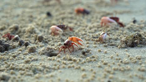 Group-of-male-fiddler-crabs,-austruca-annulipes-waving-their-asymmetric-claws,-performing-courtship-dance-around-their-burrow-during-low-tide-period,-close-up-shot-of-marine-wildlife