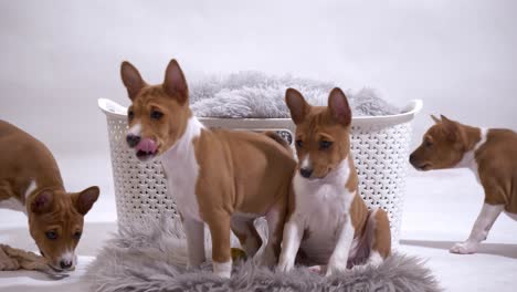 Pequeño-Cachorro-Basenji-Sentado-Juntos-En-Una-Manta-Linda-Cámara-Lenta-Tiro-Completo