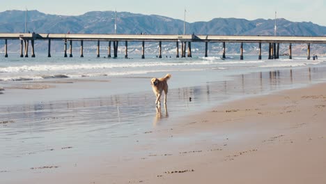 Lonely-Golden-Retriever-Dog-Running-on-Beach-Sand-on-Hot-Summer-Day,-Slow-Motion
