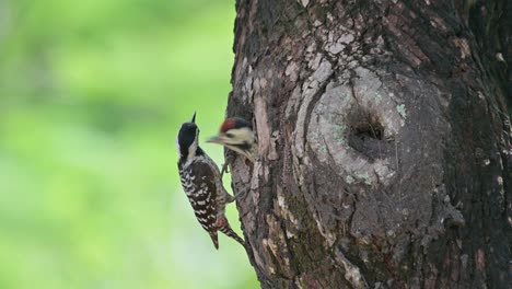 Visto-Bajando-Con-Comida-En-La-Boca-Para-Entregársela-A-Su-Bebé,-El-Pájaro-Carpintero-De-Pecho-Moteado-Dendropicos-Poecilolaemus,-Tailandia