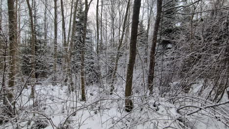 Árbol-Cubierto-De-Nieve-Congelada-Bosque-De-Abetos-Clima-Frío-En-El-Bosque-De-Invierno