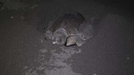 Oliv-Bastardschildkröte-Legt-Eier-Am-Dunklen-Sandstrand-Von-Costa-Rica,-Nahaufnahme