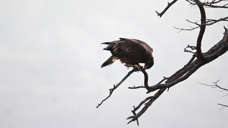 El-Guardián-De-Kamloops:-El-Noble-águila.
