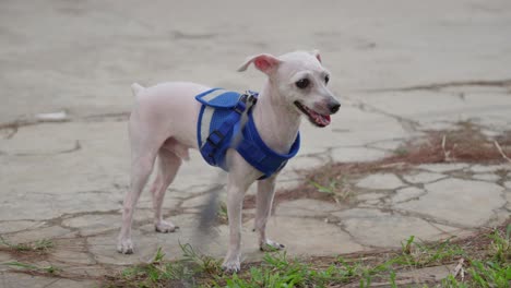 Outdoors-Slow-Motion-Shot-of-Bald-toy-poodle-White-Dog-being-walked-on-a-leash