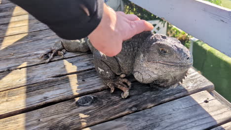 Mano-Acariciando-Una-Iguana-Salvaje-Felizmente-Sentada-En-Una-Plataforma-De-Madera-Bajo-El-Sol