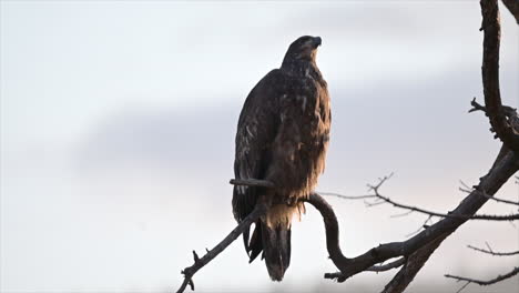 El-águila-Solitaria-De-Kamloops:-Majestad-En-Las-Alturas