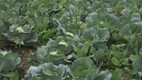 Cabbage-has-been-cultivated-in-the-field