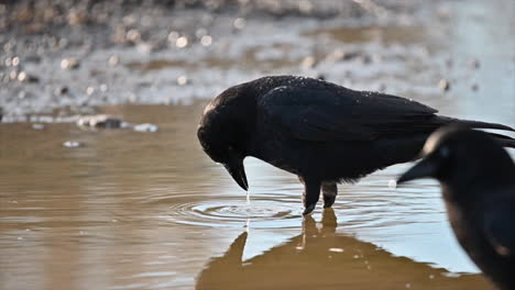 Glistening-Dawn:-Crow's-Reflection-in-Morning-Waters