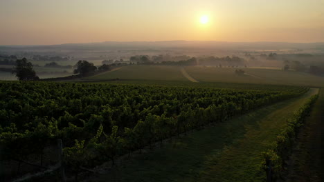 Luftaufnahme-Eines-Aufsteigenden-Nebligen-Weinbergs-Bei-Sonnenaufgang-4k